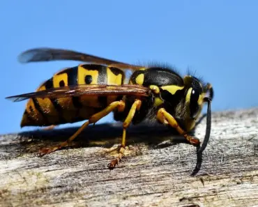 Hornet vs. Wasp: 7 Ways to Tell the Difference!