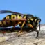 Hornet vs. Wasp: 7 Ways to Tell the Difference!