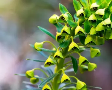 7 Expert Tips to Plant and Grow Spurge