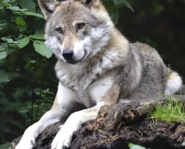 11 Wolf Cut Hairstyles to Take Your Stylist 11 Wolf Cut Hairstyles to Take Your Stylist
