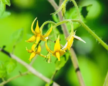 Got 9 Tomato Plant Yellow Leaves & Quick Fixes