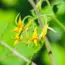 Got 9 Tomato Plant Yellow Leaves & Quick Fixes
