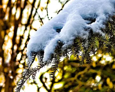 5 Expert Tips to Plant and Grow White Fir Trees