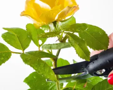 Fearless Pruning: 7 Plants to Prune This May for Blooms!