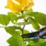 Fearless Pruning: 7 Plants to Prune This May for Blooms!