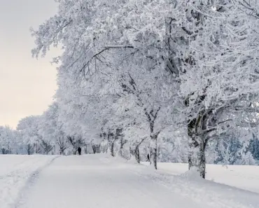 5 Secrets to Plant & Grow Snow-in-Summer Perfectly