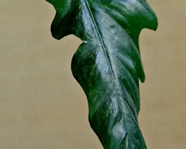7 Houseplants to Move Indoors Before Winter