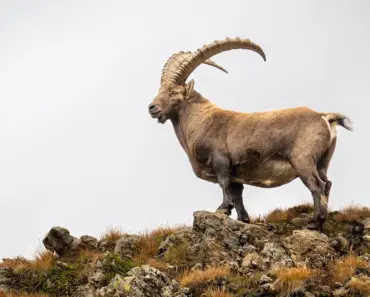 Capricorn Monthly Horoscope for June
