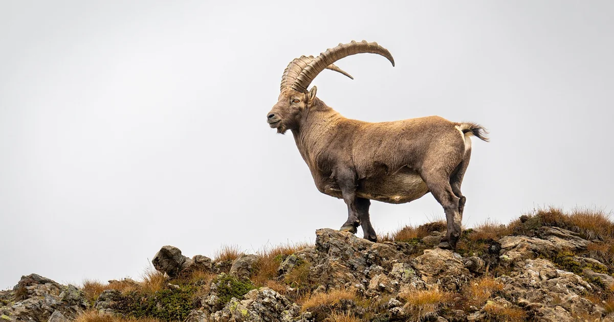 Capricorn Monthly Horoscope for June capricorn june horoscope