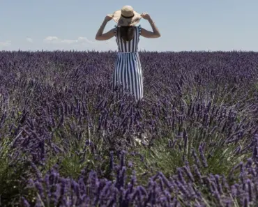 11 Purple Flowers That Bloom All Summer