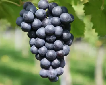 7 Easy Steps to Plant and Grow Summersweet