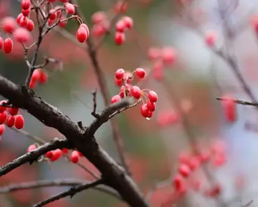 5 Key Tips to Prune Your Red Twig Dogwood for Vibrant Color