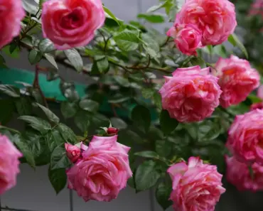 5 Tips for Foolproof Climbing Rose Care