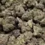 3 Best Times to Remove Weeds in Your Yard