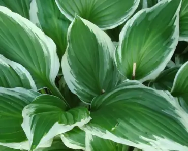 7 Low-Maintenance Shade Perennials That Thrive in Dark