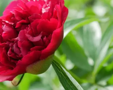 7 Peony Care Tips for a Blooming May