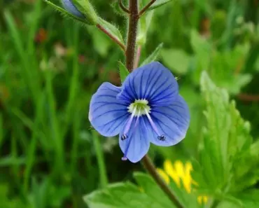 11 Secrets to Growing Perfect Germander 11 Secrets to Growing Perfect Germander