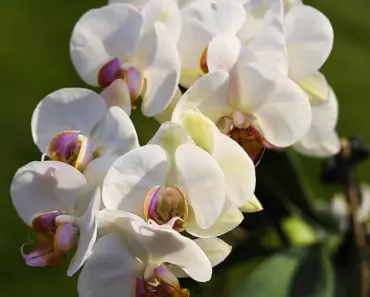 5 Tips to Plant & Grow Anacacho Orchid Tree