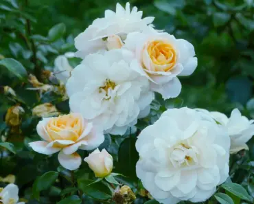 11 Expert Ways to Plant & Grow Floribunda Roses
