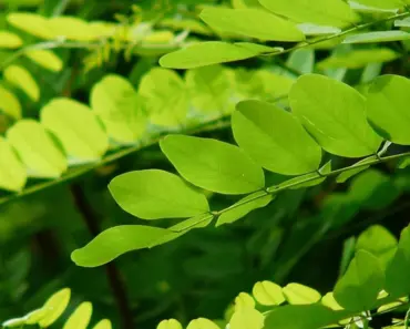 5 Steps to Plant and Grow Black Locust