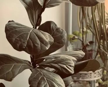 7 Fiddle Leaf Fig Care Tips for May Growth