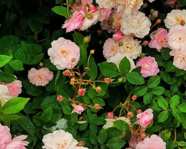 Plant & Grow Groundcover Roses: 5 Easy Tips