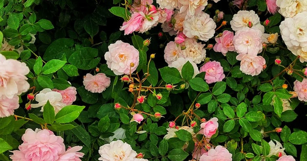 Plant & Grow Groundcover Roses: 5 Easy Tips growing groundcover roses