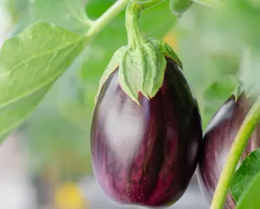 5 Plants Illegal to Grow: Know Before You Plant