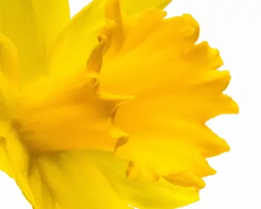 7 Pro Tips to Plant & Grow Yellow Bells