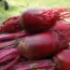 7 Crops You Should Cover Before Frost Hits!