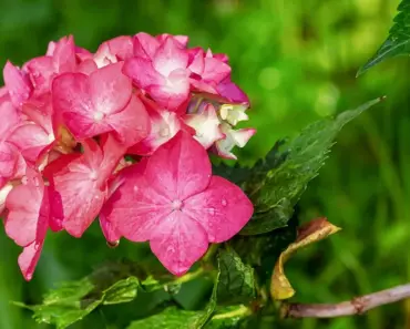 Plant This One Hydrangea to Attract More Songbirds