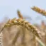 7 Times to Water New Grass Seed for Fall Success