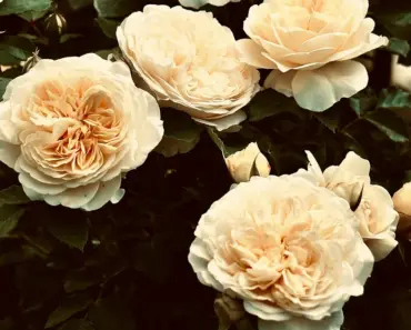 5 Ways to Plant and Grow English Roses