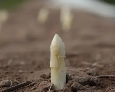 5 Essential Tips for Harvesting Asparagus