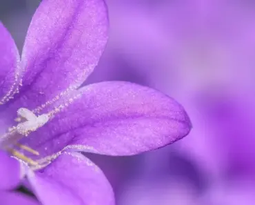 How to Plant and Grow Phlox