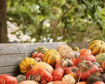 11 Best Thanksgiving Appetizers to Make Ahead!