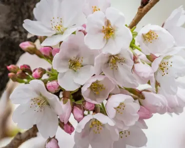 5 Best Trees with White Flowers to Brighten Your Landscape