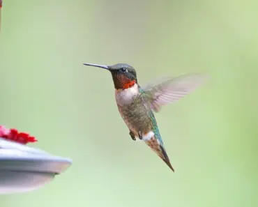 5 Ways to Clean a Bird Feeder With Vinegar Like a Pro