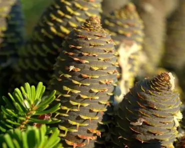 7 Proven Tips to Plant & Grow Spruce