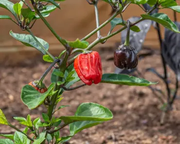 5 Best Raised Garden Beds, Tested
