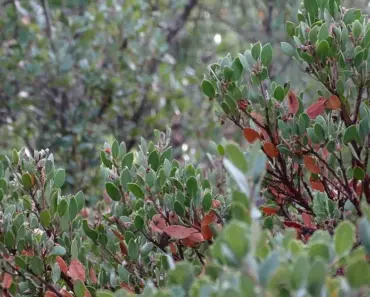 5 Tips to Plant and Grow Manzanita