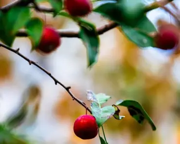 5 Easy Tips to Plant and Grow Crabapple