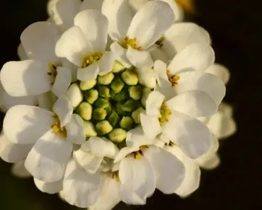 5 Secrets to Plant & Grow Perfect Candytuft