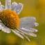 5 Fascinating Daisy Facts That Make You Smile!