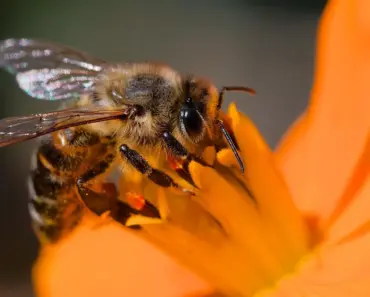 11 Pollinator-Friendly Companion Plants for Vegetables