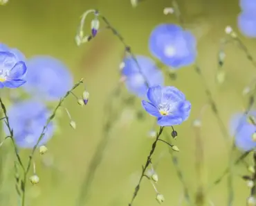 5 Things to Know Before Planting Lemongrass Perennials