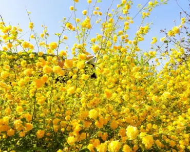 5 Pro Tips to Plant and Grow Kerria