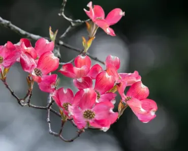 Pros Say Avoid This 1 Spring Habit When Growing Dogwoods