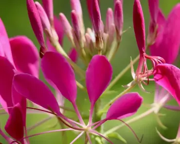 7 Tips to Grow & Care for Cleome Spider Flowers