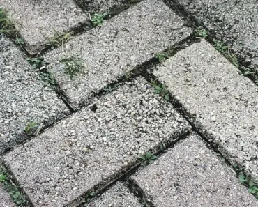 7 Natural Ways to Stop Weeds in Pavers
